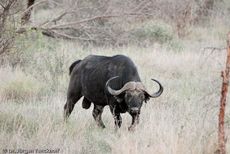 Afrikanischer Büffel (4 von 102).jpg